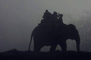 people, Nature, Elephant, Mist