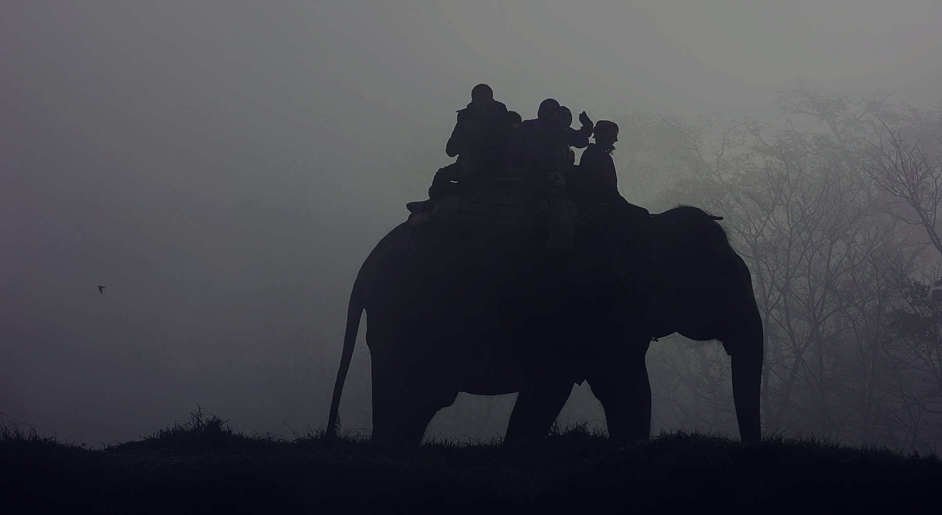 people, Nature, Elephant, Mist Wallpaper