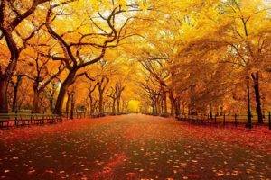 landscape, Street, Leaves, Fall