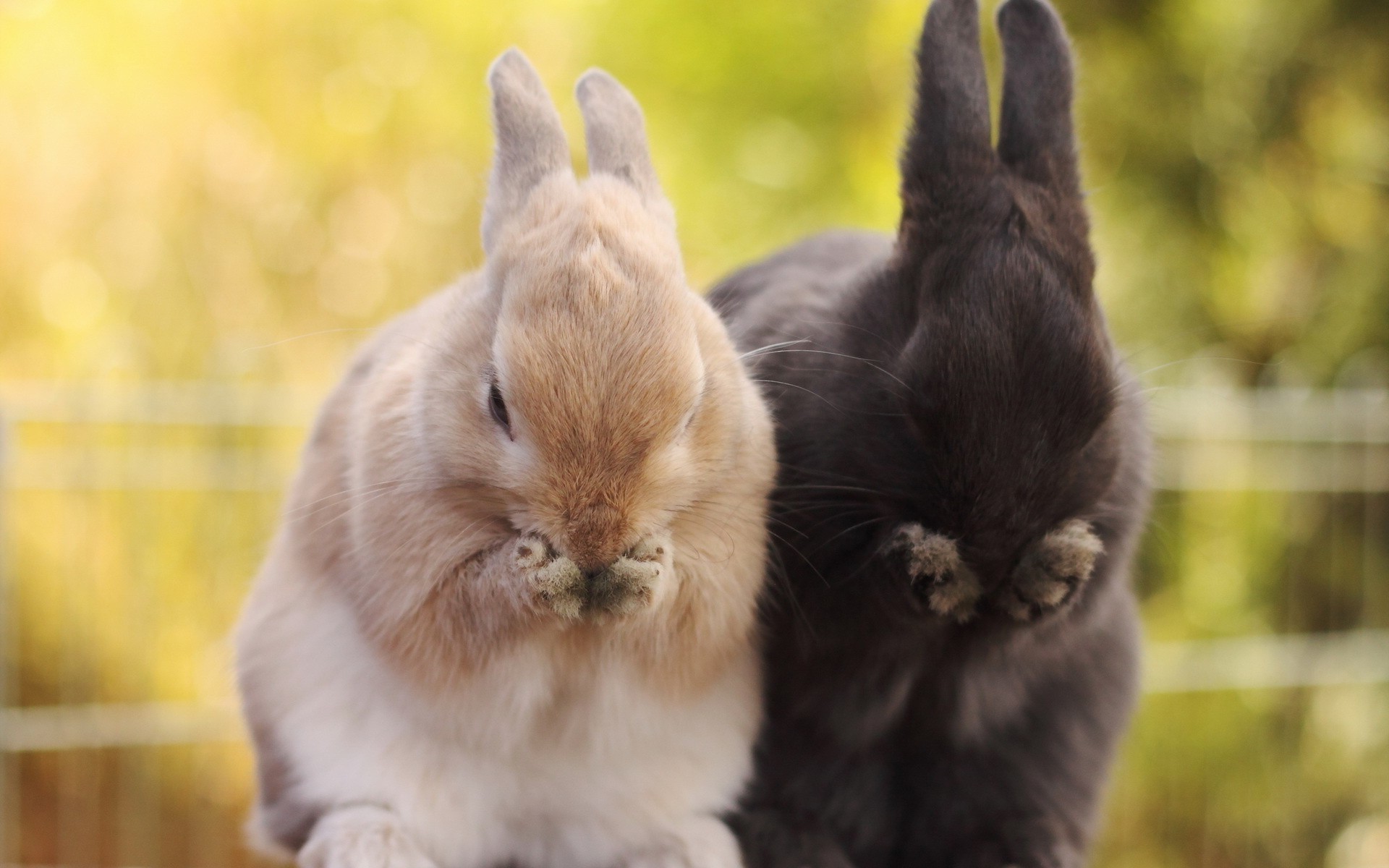 animals, Rabbits Wallpaper