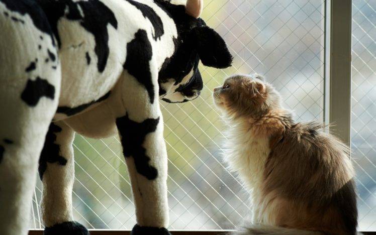 animals, Cat, Toys HD Wallpaper Desktop Background