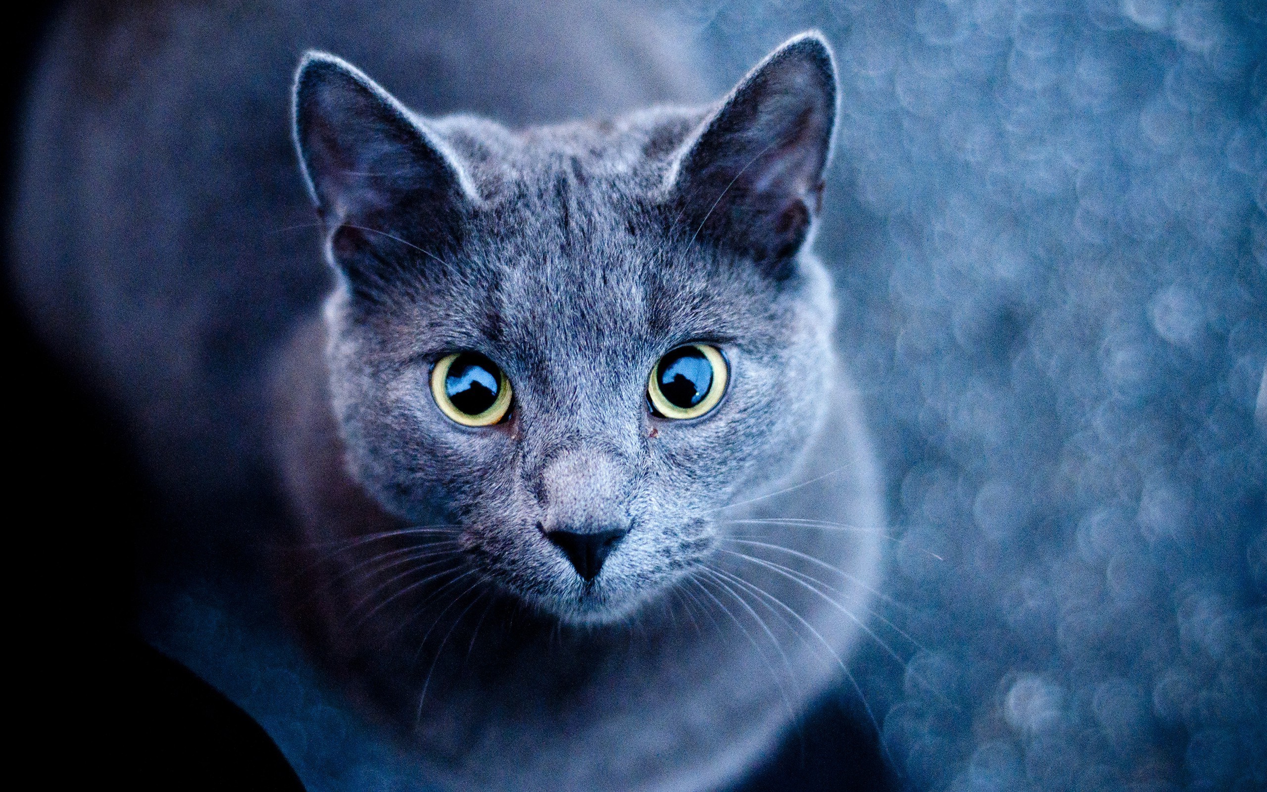 animals, Cat, Russian Blue Wallpaper