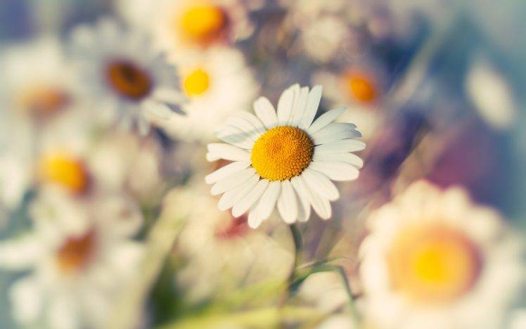 nature, Macro, Flowers, Daisies HD Wallpaper Desktop Background