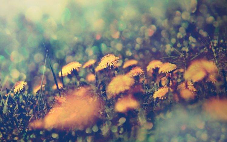 nature, Macro, Flowers HD Wallpaper Desktop Background