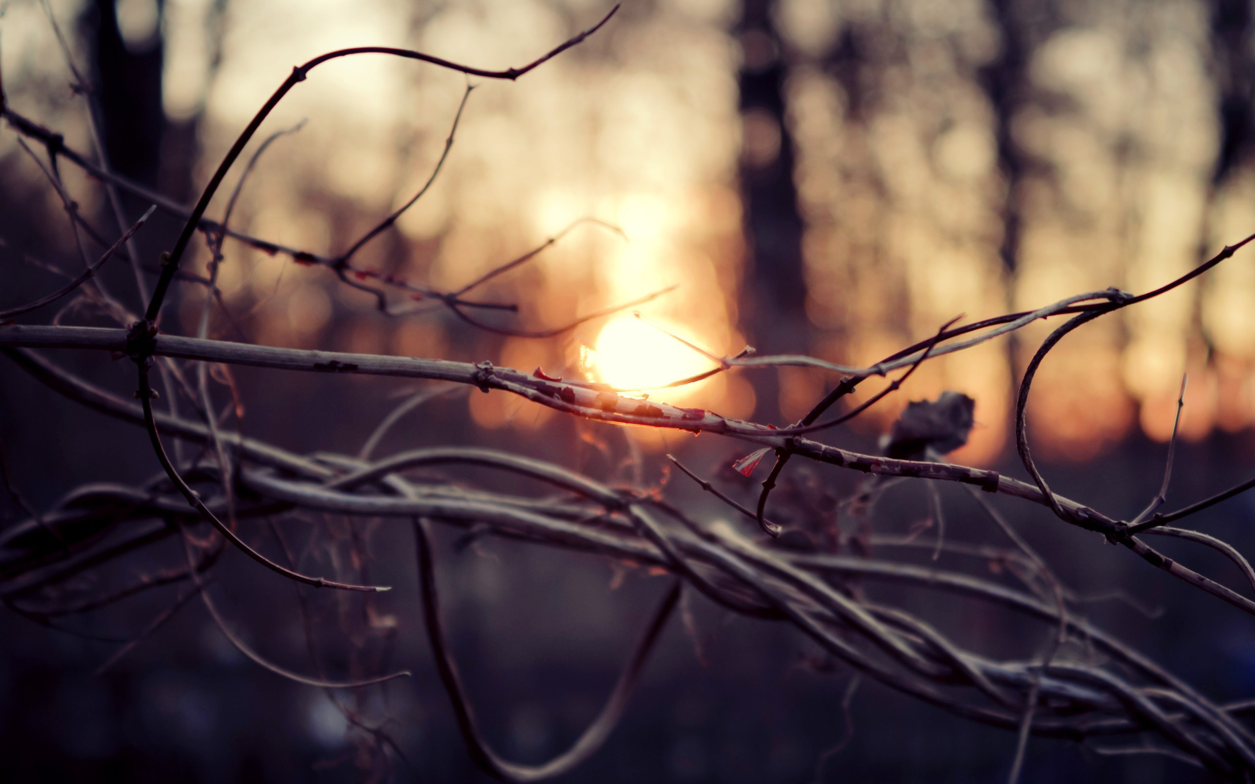 nature, Macro, Sunset Wallpaper