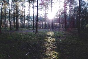 ultra wide, Forest, Road, Sun, Poland, Photography, Sunset