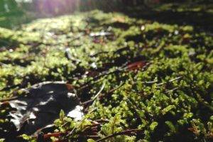 moss, Forest, Leaves, Sunset, Macro