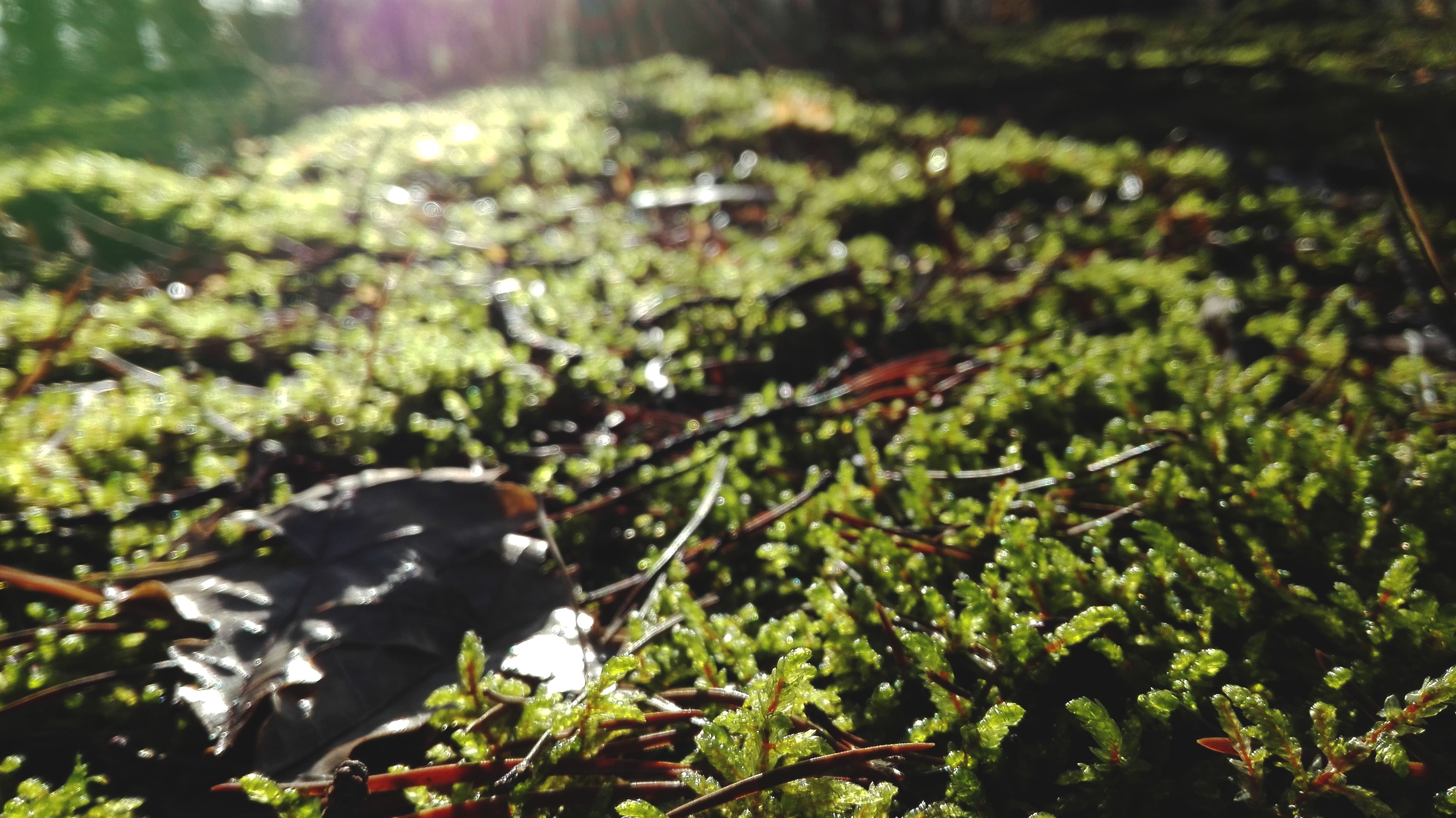 moss, Forest, Leaves, Sunset, Macro Wallpaper