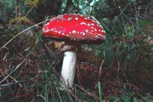 mushroom, Forest, Grass