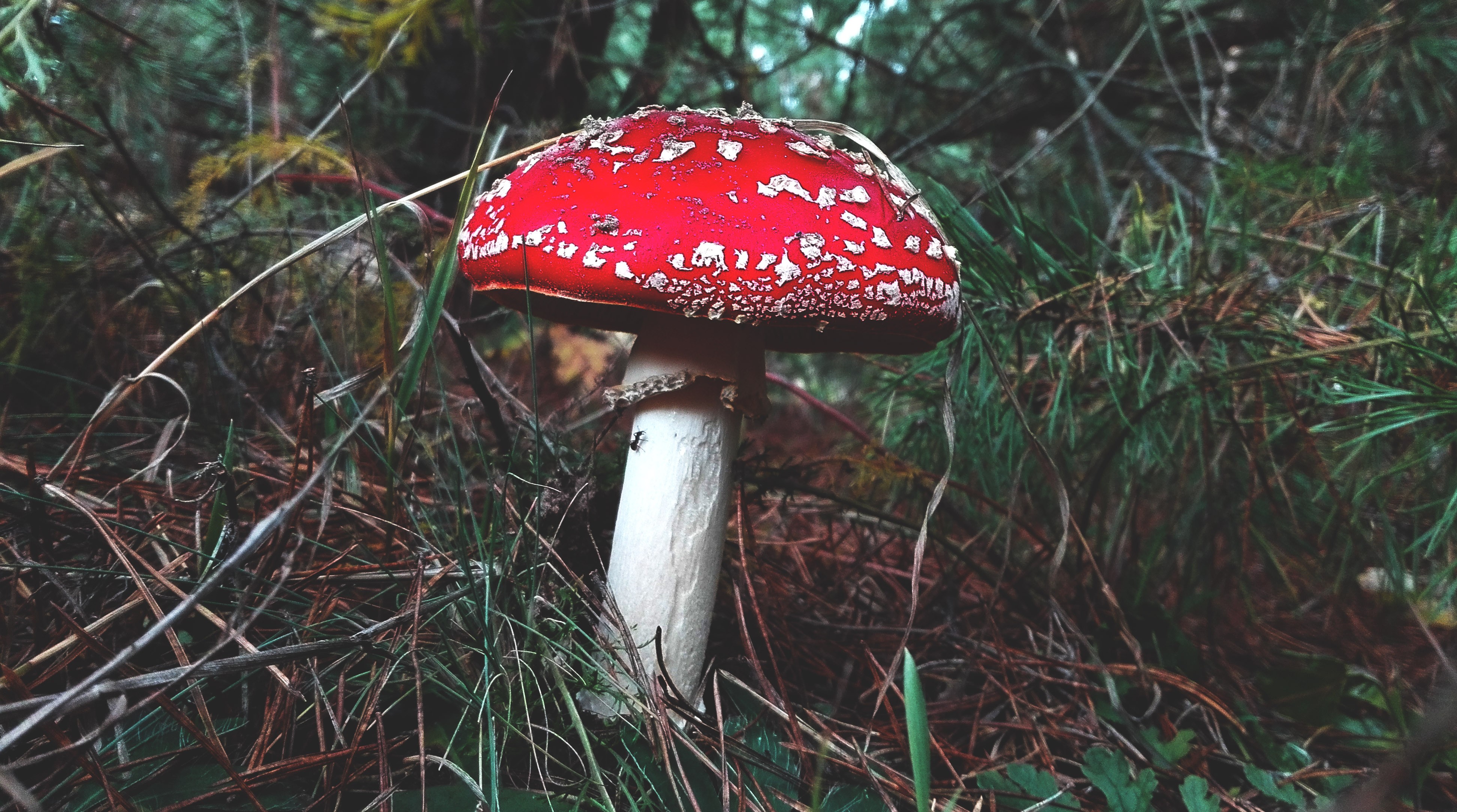 mushroom, Forest, Grass Wallpaper