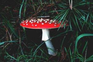mushroom, Forest, Grass