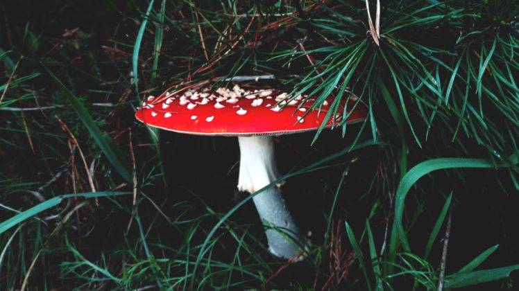 mushroom, Forest, Grass HD Wallpaper Desktop Background