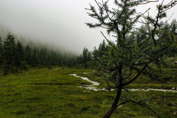 nature, Landscape, Trees, Mist, River, Forest HD Wallpaper Desktop Background
