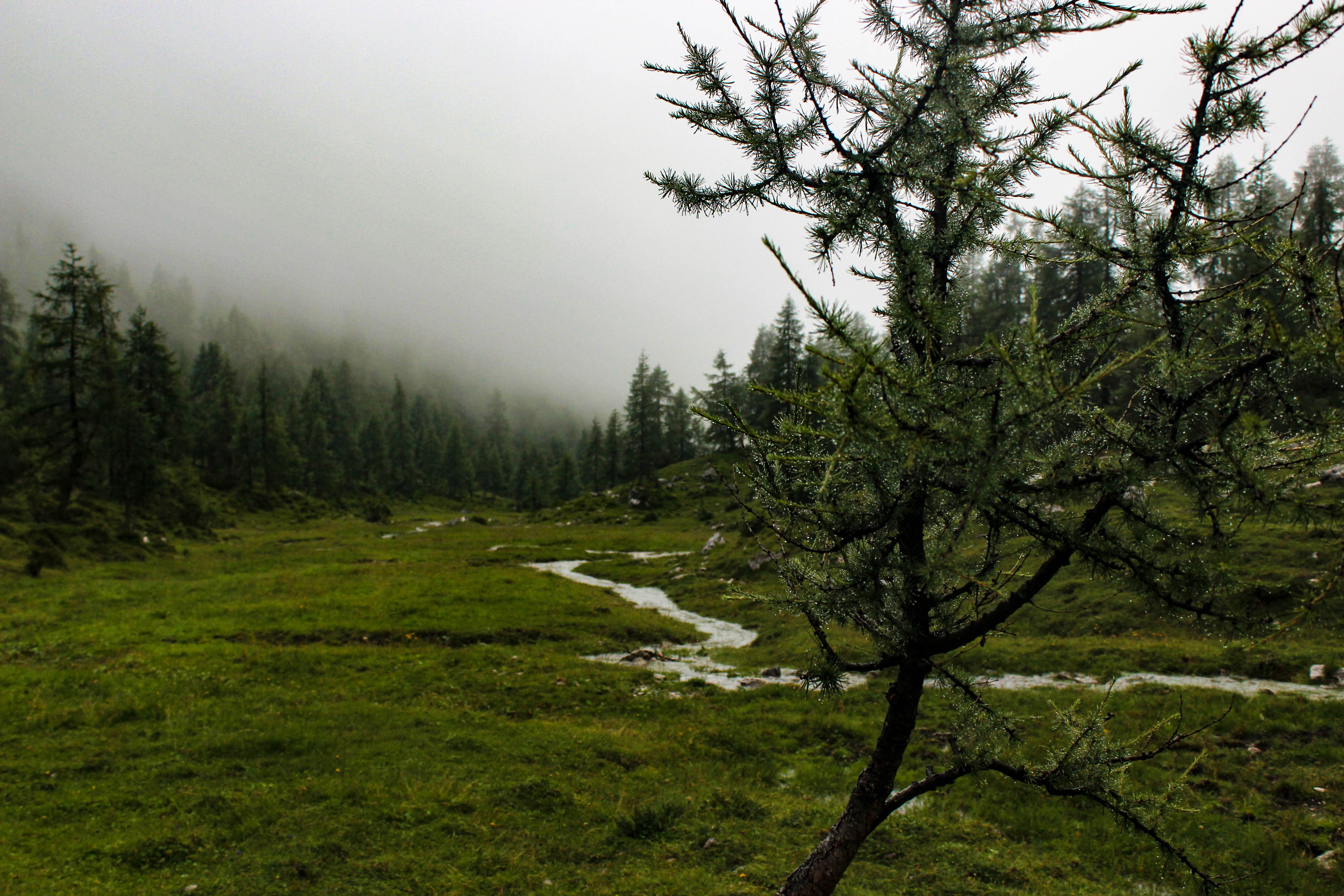 nature, Landscape, Trees, Mist, River, Forest Wallpaper