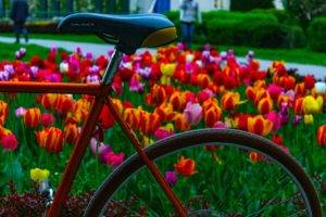 flowers, Bicycle, Tulips, Colorful