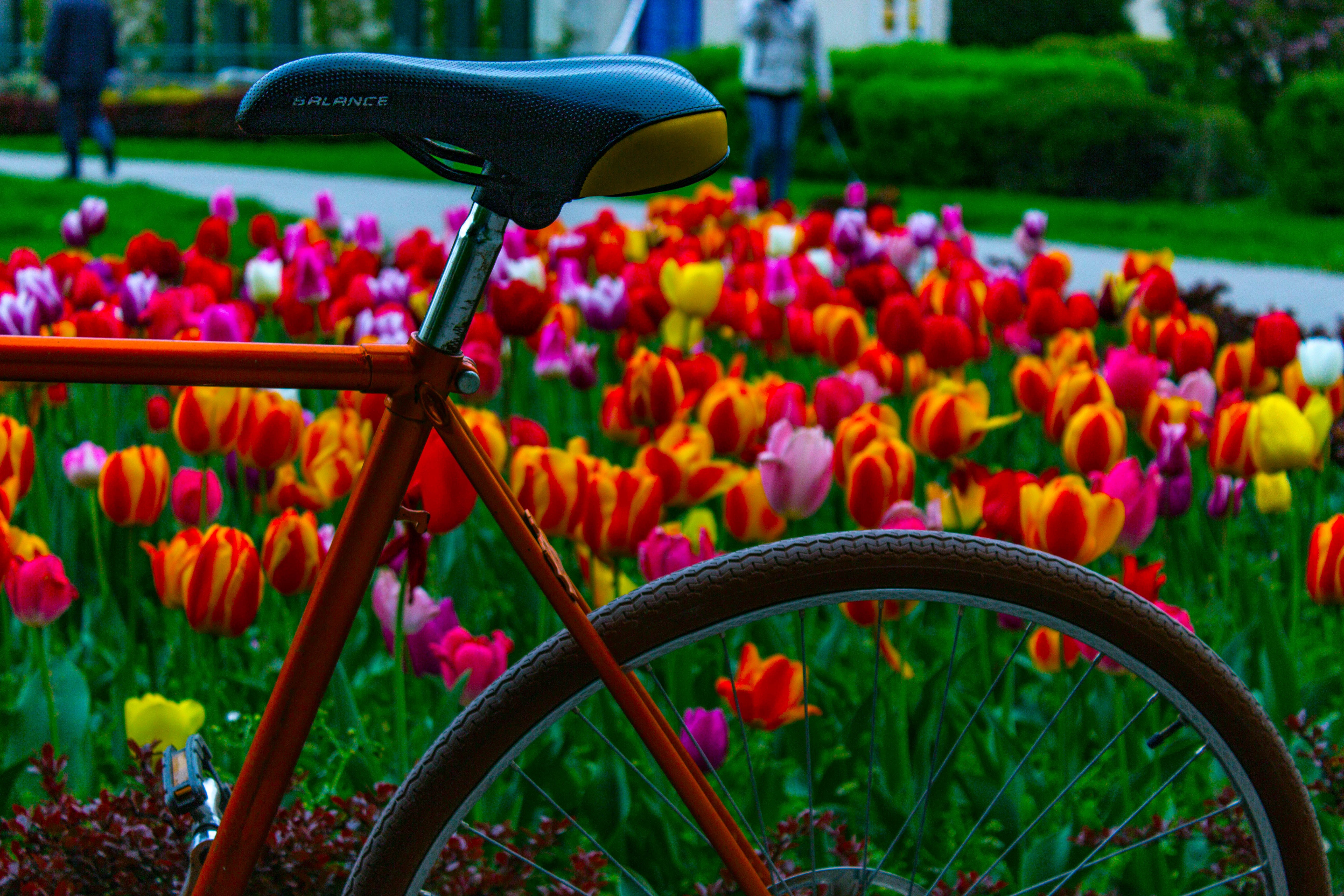 flowers, Bicycle, Tulips, Colorful Wallpaper