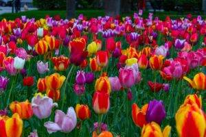 flowers, Colorful, Colourfull, Vienna, Tulips