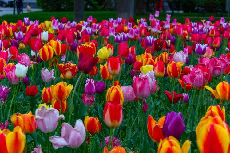 flowers, Colorful, Colourfull, Vienna, Tulips HD Wallpaper Desktop Background