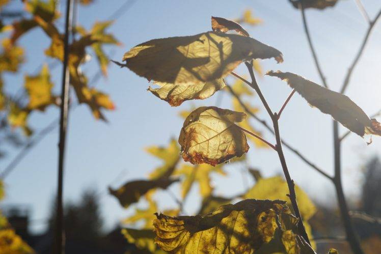 october, Plants, Nature, Fall HD Wallpaper Desktop Background