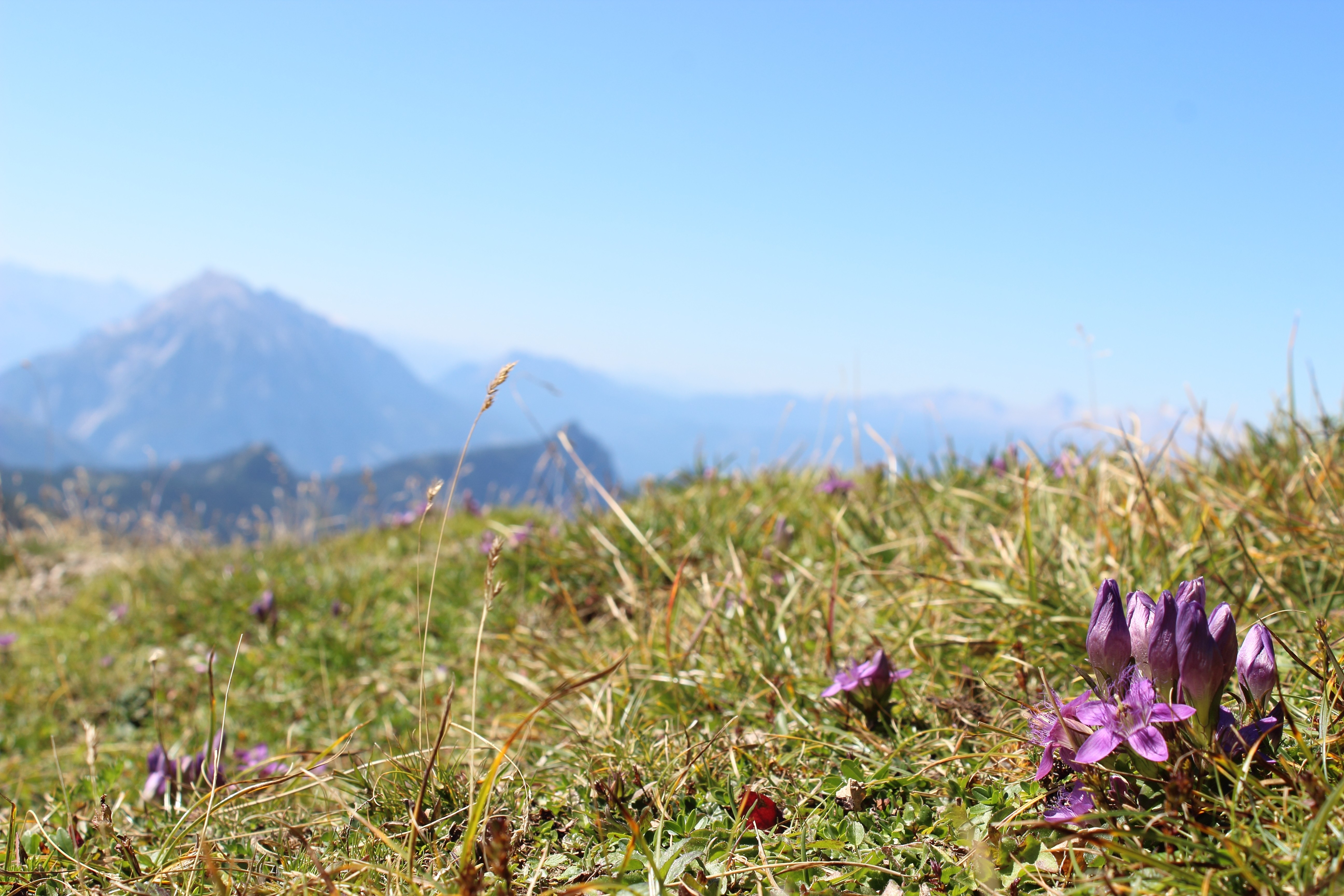 flowers, Mountains Wallpaper