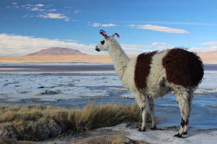 animals, Llamas, Bolivia, Landscape, Alpacas, Lake, Salt HD Wallpaper Desktop Background