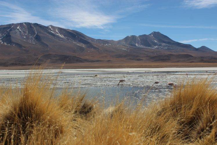 river, Landscape, Birds, Hills, Mountains, Flamingos, Bolivia HD Wallpaper Desktop Background