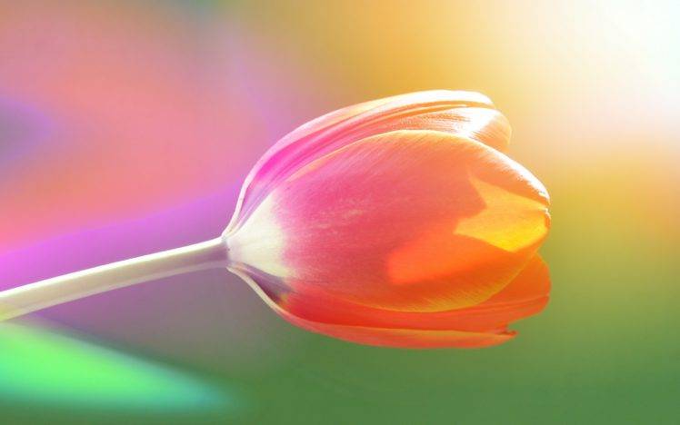 macro, Flowers, Colorful HD Wallpaper Desktop Background