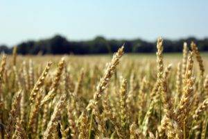wheat, Landscape, Wisconsin
