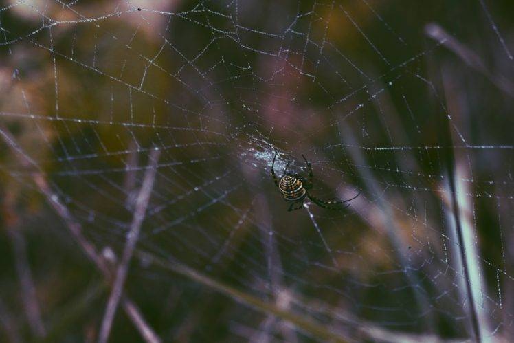spider, Nature, Photography HD Wallpaper Desktop Background