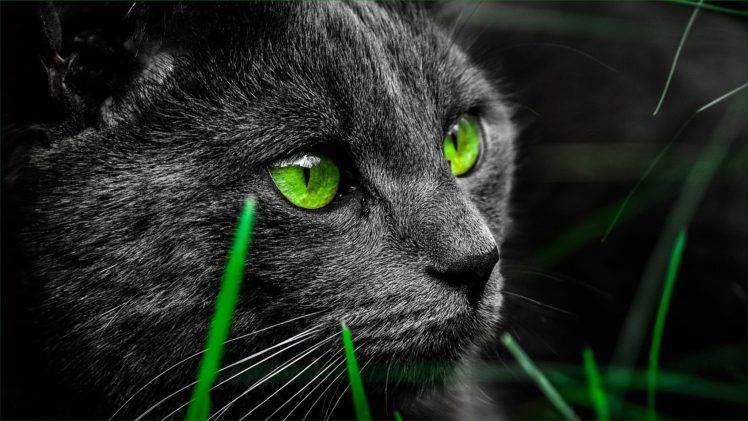 animals, Feline, Mammals, Cat HD Wallpaper Desktop Background