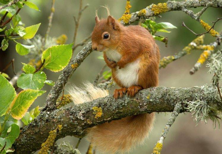 animals, Mammals, Leaves, Squirrel HD Wallpaper Desktop Background