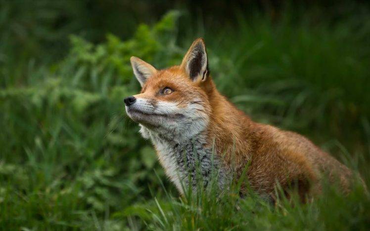 animals, Mammals, Fox HD Wallpaper Desktop Background