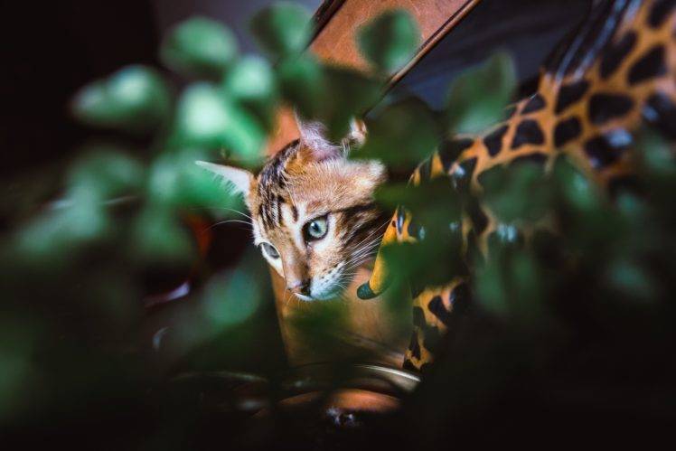 animals, Mammals, Feline, Plants, Cat HD Wallpaper Desktop Background