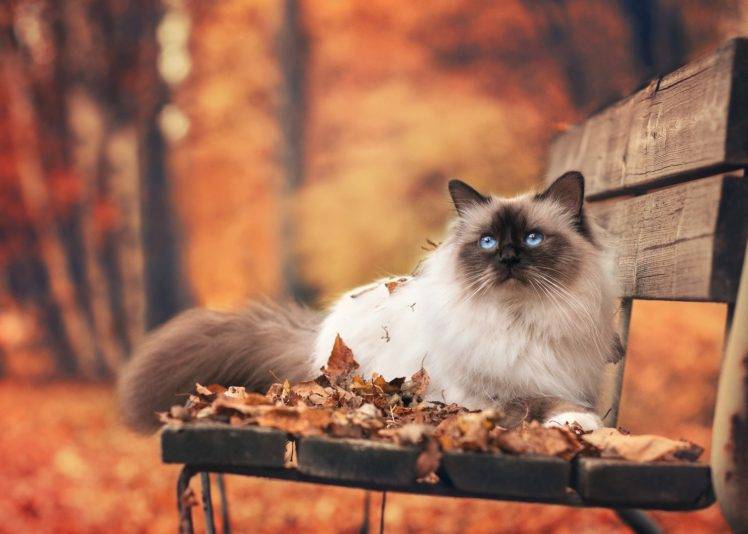 animals, Mammals, Feline, Leaves, Cat HD Wallpaper Desktop Background