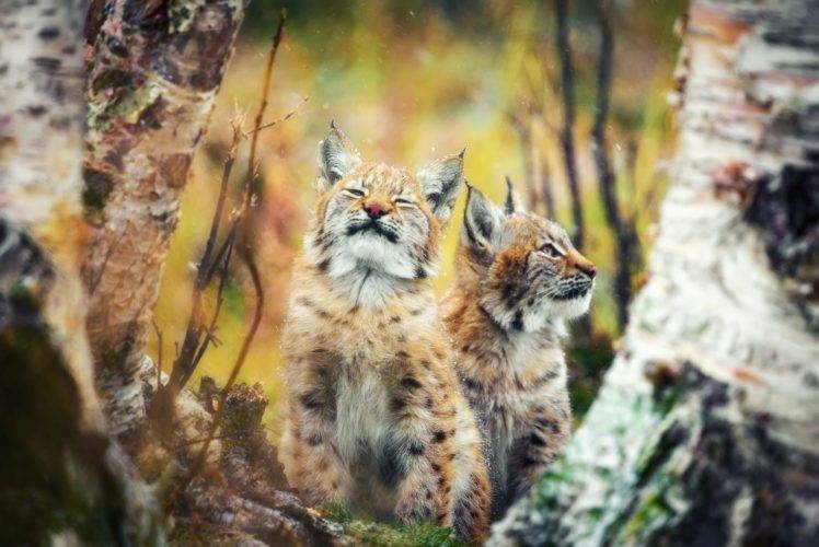 animals, Mammals, Feline, Lynx HD Wallpaper Desktop Background