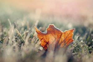 grass, Macro, Leaves, Fall