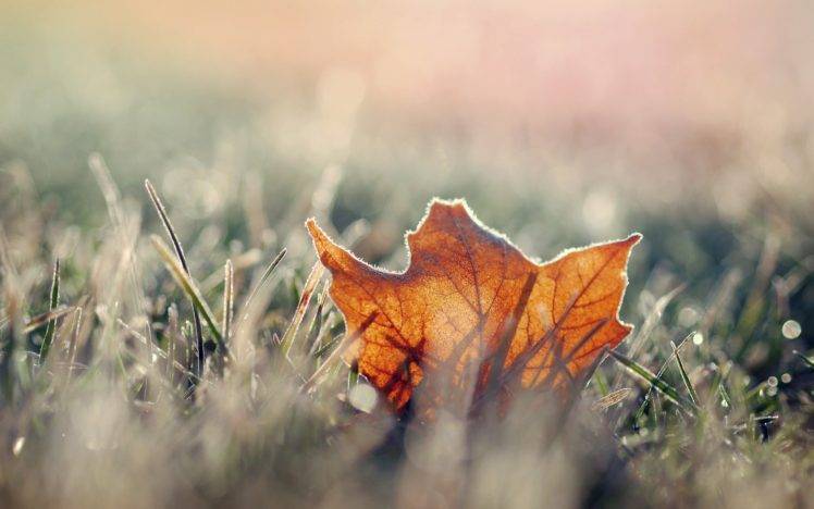 grass, Macro, Leaves, Fall HD Wallpaper Desktop Background