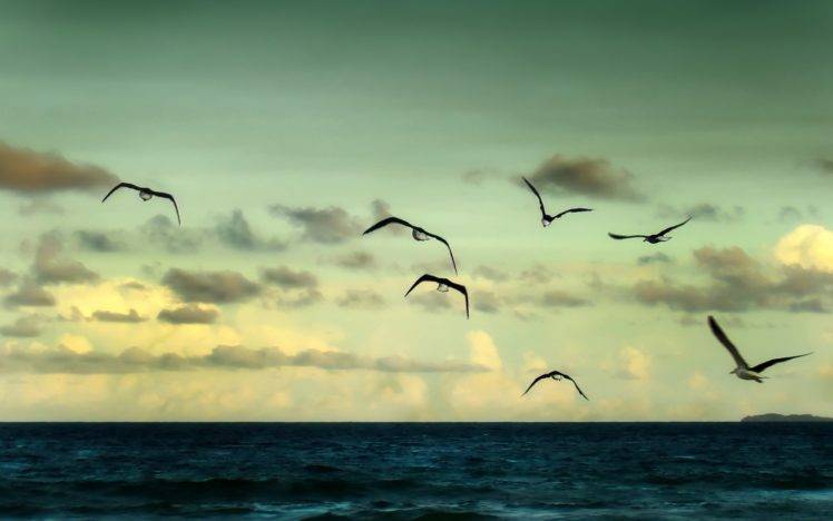 animals, Birds, Sea, Clouds HD Wallpaper Desktop Background