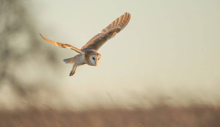 animals, Birds, Owl HD Wallpaper Desktop Background