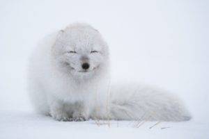 wildlife, Animals, Fox, Arctic fox, Snow, White