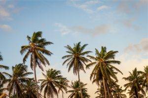 landscape, Tropical, Palm trees