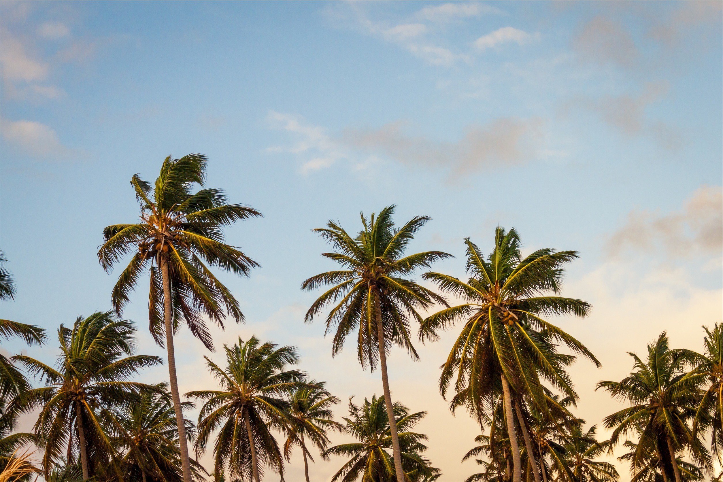 landscape, Tropical, Palm trees Wallpaper