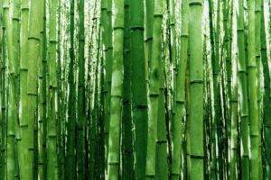 plants, Bamboo