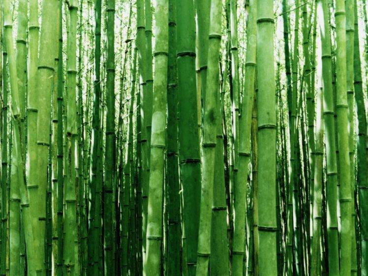 plants, Bamboo HD Wallpaper Desktop Background