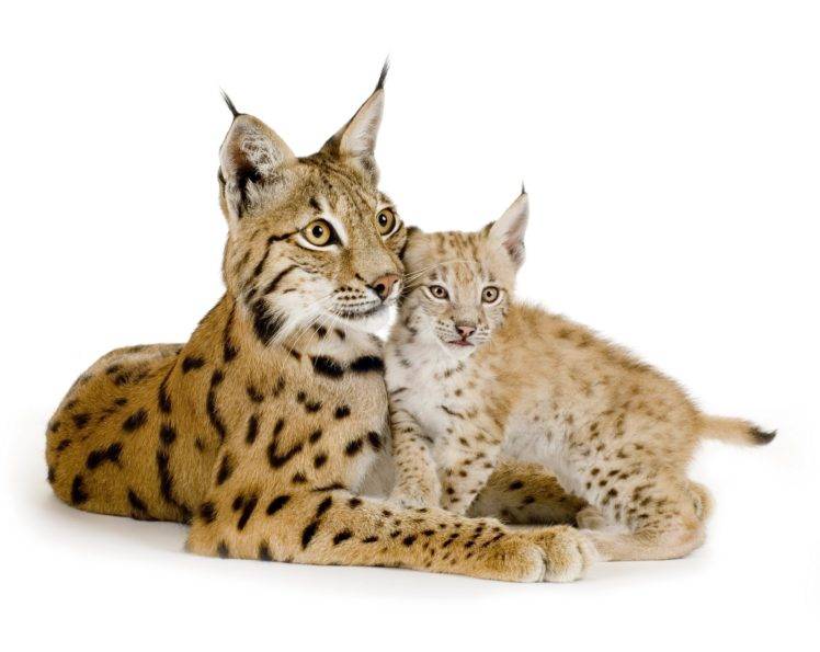 animals, Mammals, Feline HD Wallpaper Desktop Background