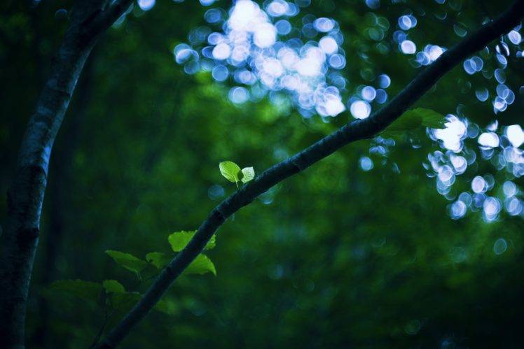 plants, Trees, Forest, Bokeh HD Wallpaper Desktop Background