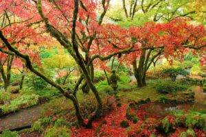 forest, Japanese Garden
