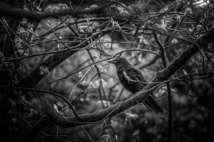 animals, Birds HD Wallpaper Desktop Background