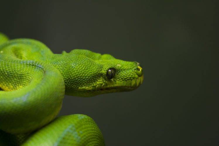 snake, Reptiles, Animals HD Wallpaper Desktop Background