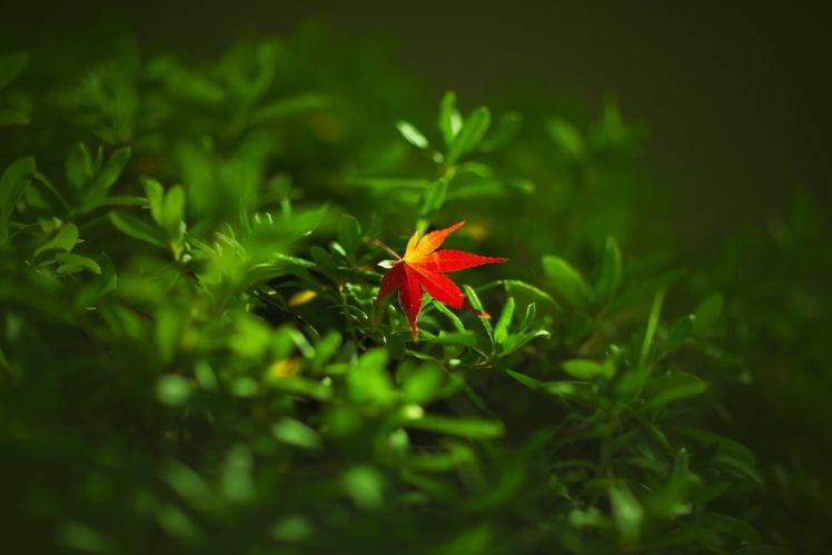 leaves, Plants, Macro HD Wallpaper Desktop Background